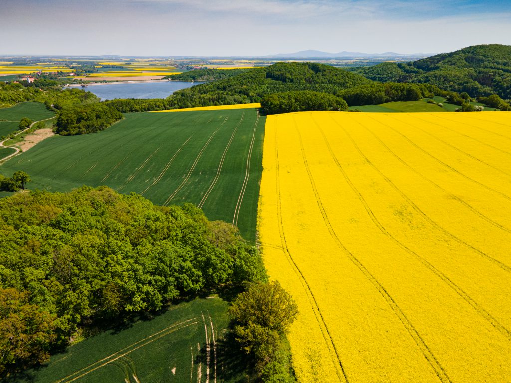 Do czego można wykorzystać olej rzepakowy?